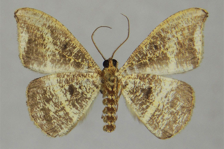 /filer/webapps/moths/media/images/T/thyestes_Milocera_PTM_ZSMb.jpg