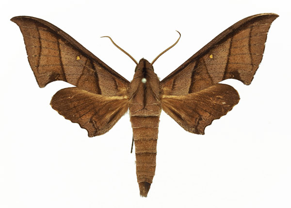 /filer/webapps/moths/media/images/T/thyongae_Polyptychus_AM_Basquin_01.jpg