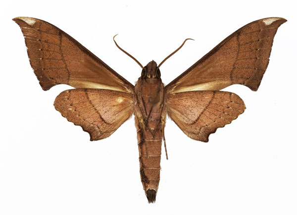 /filer/webapps/moths/media/images/T/thyongae_Polyptychus_AM_Basquin_02.jpg