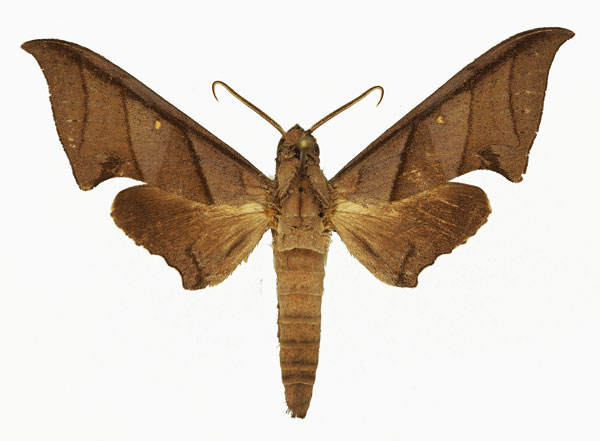 /filer/webapps/moths/media/images/T/thyongae_Polyptychus_AM_Basquin_03.jpg