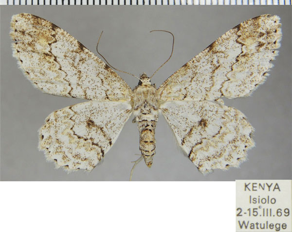 /filer/webapps/moths/media/images/T/thyris_Cleora_AF_ZSM.jpg