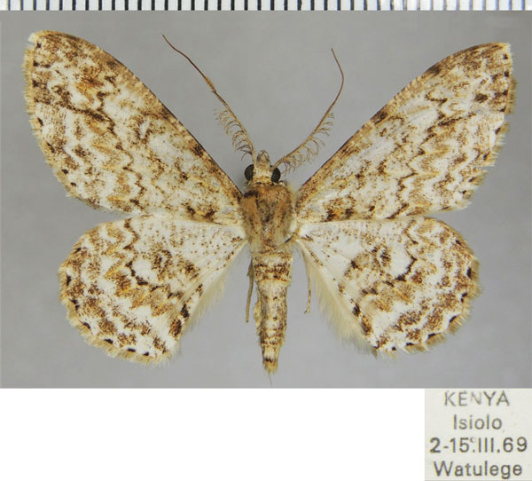 /filer/webapps/moths/media/images/T/thyris_Cleora_AM_ZSM.jpg