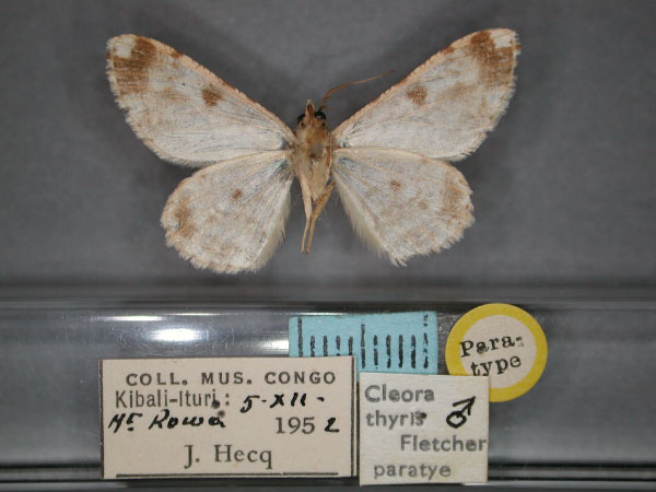 /filer/webapps/moths/media/images/T/thyris_Cleora_PT_RMCA_02.jpg