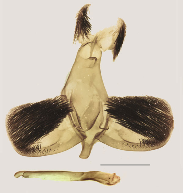 /filer/webapps/moths/media/images/T/thyrsodoxa_Gymnosophistis_GMLT_OUMNH.jpg