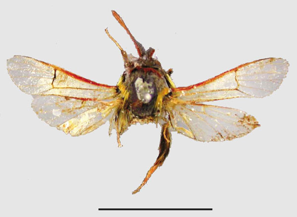 /filer/webapps/moths/media/images/T/thyrsodoxa_Gymnosophistis_LT_OUMNH.jpg