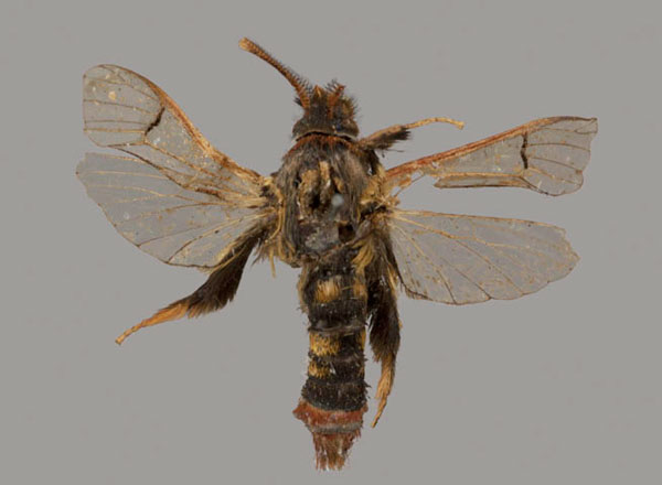 /filer/webapps/moths/media/images/T/thyrsodoxa_Gymnosophistis_ST_OUMNH_01.jpg