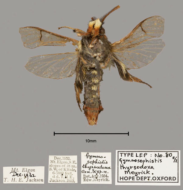 /filer/webapps/moths/media/images/T/thyrsodoxa_Gymnosophistis_ST_OUMNH_02.jpg
