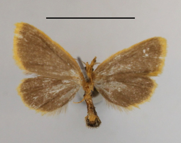 /filer/webapps/moths/media/images/T/thysanota_Laelioprocyis_A_MGCLb_01.JPG