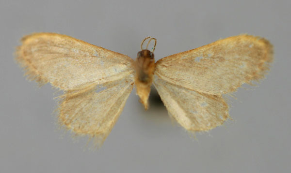 /filer/webapps/moths/media/images/T/tibbuana_Brachyglossina_PT_ZSM_02.jpg