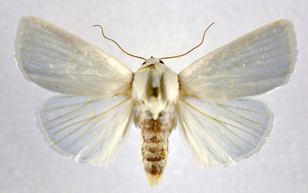 /filer/webapps/moths/media/images/T/tibialis_Chasmina_AM_NHMO.jpg