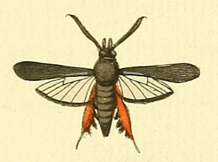 /filer/webapps/moths/media/images/T/tibialis_Melittia_Drury_28_2.jpg