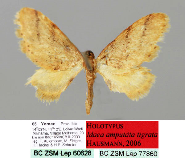 /filer/webapps/moths/media/images/T/tigrata_Idaea_HT_ZSM_01.jpg