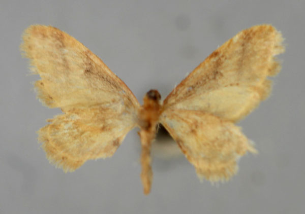 /filer/webapps/moths/media/images/T/tigrata_Idaea_HT_ZSM_02.jpg