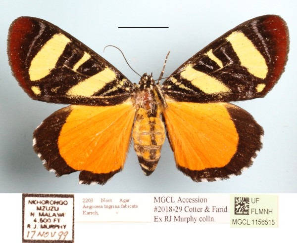/filer/webapps/moths/media/images/T/tigrina_Aegocera_AF_MGCLa_01.JPG