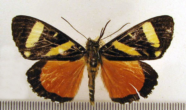/filer/webapps/moths/media/images/T/tigrina_Aegocera_A_HDOU.jpg