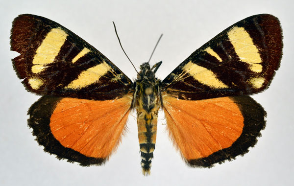 /filer/webapps/moths/media/images/T/tigrina_Aegocera_A_NHMO.jpg