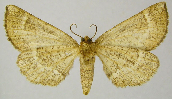 /filer/webapps/moths/media/images/T/tigrinata_Drepanogynis_AF_ZSMb.jpg
