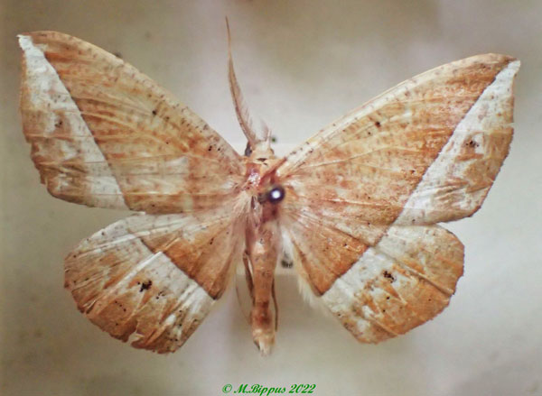 /filer/webapps/moths/media/images/T/tigrinata_Psilocerea_AM_PZBT.jpg