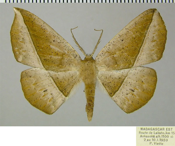 /filer/webapps/moths/media/images/T/tigrinata_Psilocerea_AM_ZSM.jpg