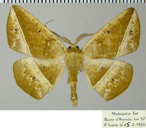 /filer/webapps/moths/media/images/T/tigrinata_Psilocerea_AM_ZSMa.jpg