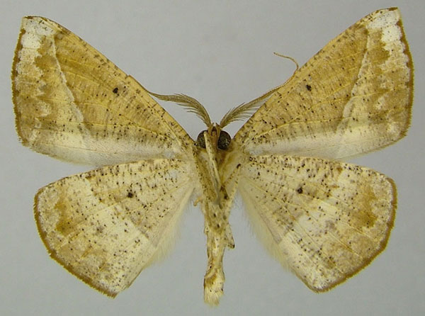 /filer/webapps/moths/media/images/T/tigrinata_Psilocerea_AM_ZSMb.jpg