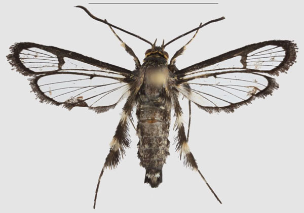 /filer/webapps/moths/media/images/T/tigripes_Crinipus_HT_SMNSa.jpg