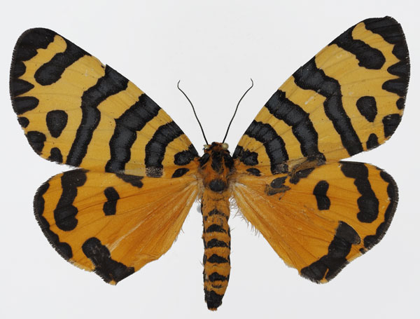 /filer/webapps/moths/media/images/T/tigris_Amphicallia_AF_Basquin_01.jpg