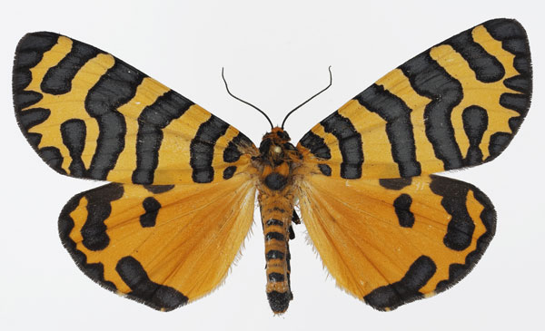 /filer/webapps/moths/media/images/T/tigris_Amphicallia_AF_Basquin_02.jpg