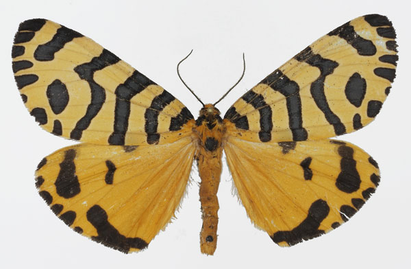 /filer/webapps/moths/media/images/T/tigris_Amphicallia_AM_Basquin_01.jpg