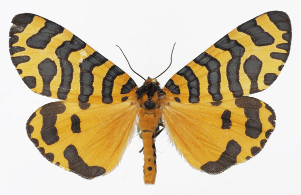 /filer/webapps/moths/media/images/T/tigris_Amphicallia_AM_Basquin_02.jpg