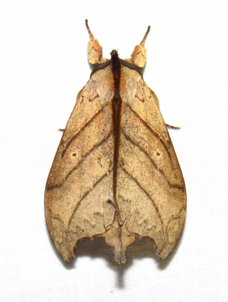 /filer/webapps/moths/media/images/T/tigris_Macronadata_A_Bergsma.jpg