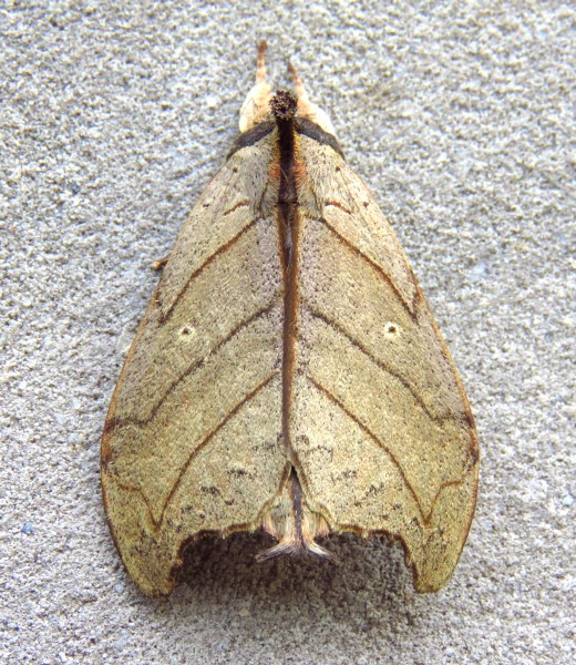 /filer/webapps/moths/media/images/T/tigris_Macronadata_A_Bergsma_5HpzdDC.jpg
