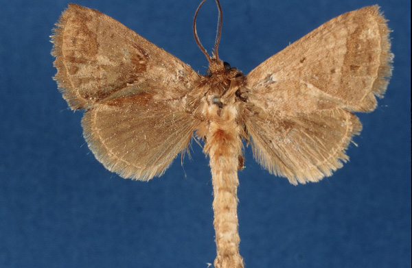 /filer/webapps/moths/media/images/T/timberlakei_Shimonia_PT_Lehmann.jpg