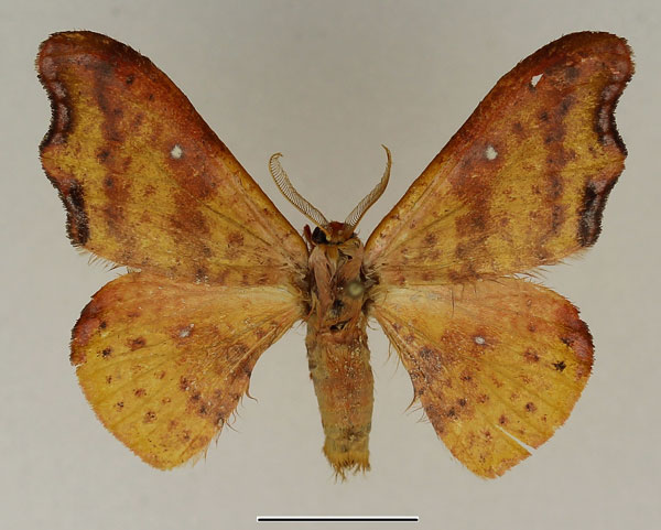 /filer/webapps/moths/media/images/T/timea_Gonoretodes_AM_Basquin_02.jpg