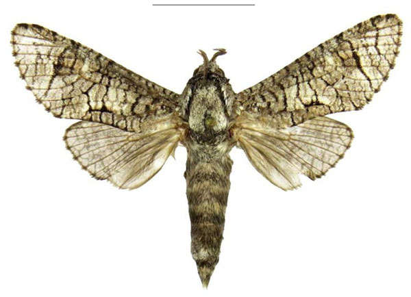 /filer/webapps/moths/media/images/T/timi_Stroehlei_HT_Stroehle.jpg