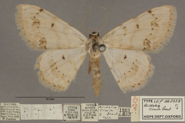 /filer/webapps/moths/media/images/T/timia_Scopula_PTF_OUMNHa_01.jpg