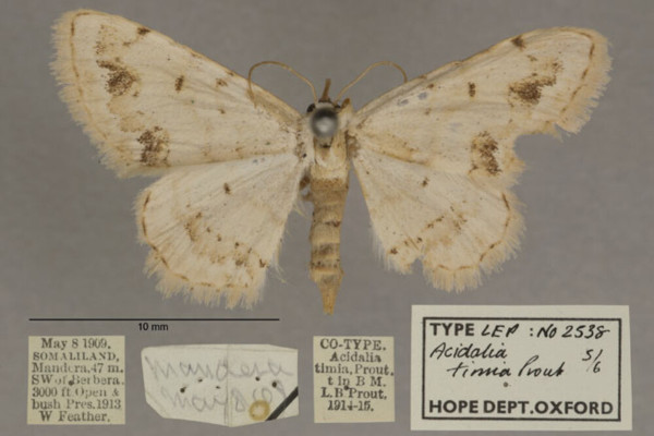 /filer/webapps/moths/media/images/T/timia_Scopula_PTF_OUMNHa_03.jpg