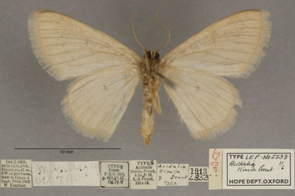 /filer/webapps/moths/media/images/T/timia_Scopula_PTF_OUMNHb_01.jpg