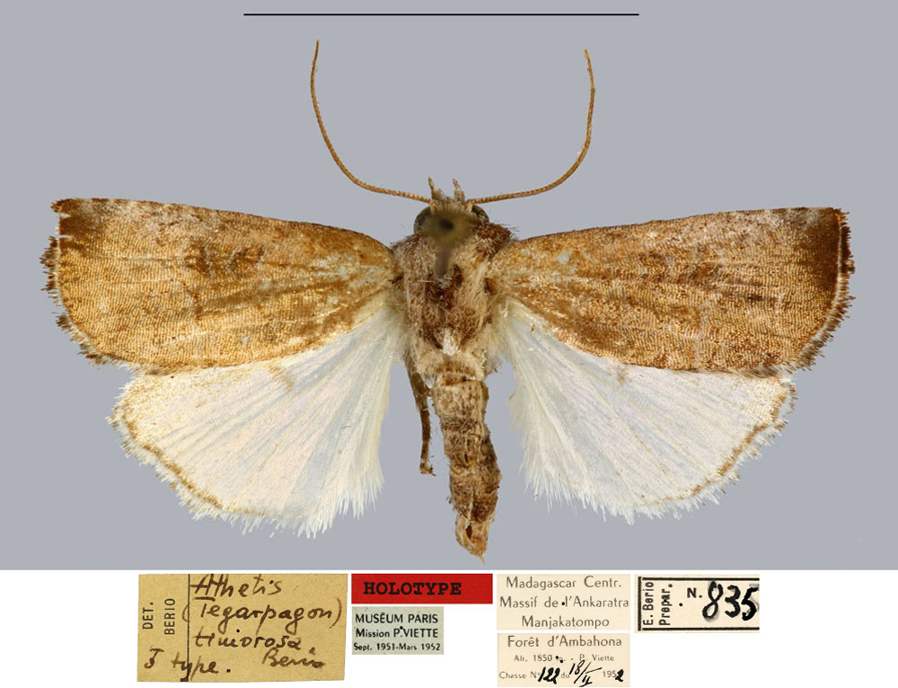 /filer/webapps/moths/media/images/T/timorosa_Athetis_HT_MNHN.jpg