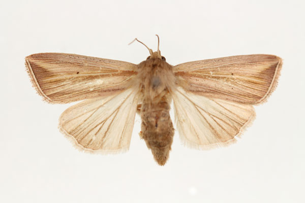 /filer/webapps/moths/media/images/T/tincta_Aletia_AF_RMCA.jpg