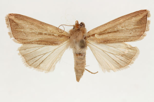 /filer/webapps/moths/media/images/T/tincta_Aletia_AM_RMCA.jpg