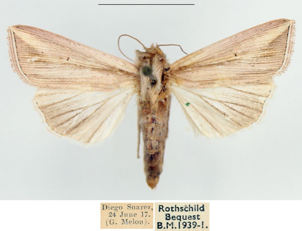 /filer/webapps/moths/media/images/T/tincta_Mythimna_AF_BMNH.jpg