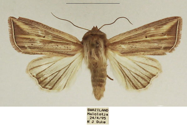 /filer/webapps/moths/media/images/T/tincta_Mythimna_AF_TMSA_01.jpg
