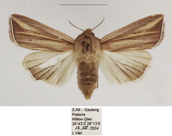 /filer/webapps/moths/media/images/T/tincta_Mythimna_AF_TMSA_02.jpg