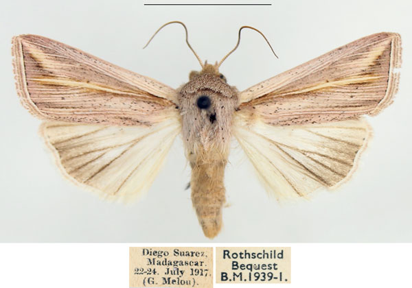 /filer/webapps/moths/media/images/T/tincta_Mythimna_AM_BMNH.jpg