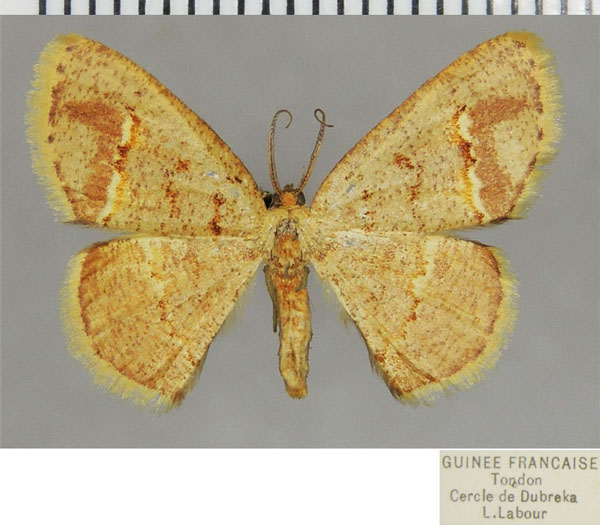/filer/webapps/moths/media/images/T/tincta_Xenostega_AF_ZSM.jpg