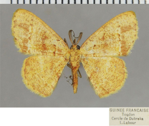 /filer/webapps/moths/media/images/T/tincta_Xenostega_AM_ZSMa.jpg
