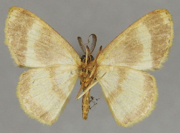 /filer/webapps/moths/media/images/T/tincta_Xenostega_AM_ZSMb.jpg
