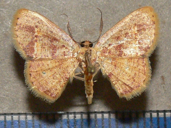 /filer/webapps/moths/media/images/T/tincta_Xenostega_A_Goff_01.jpg
