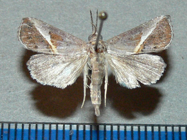/filer/webapps/moths/media/images/T/tinctalis_Rhynchina_A_Goff.jpg